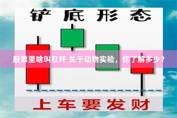 股票里啥叫杠杆 关于动物实验，你了解多少？