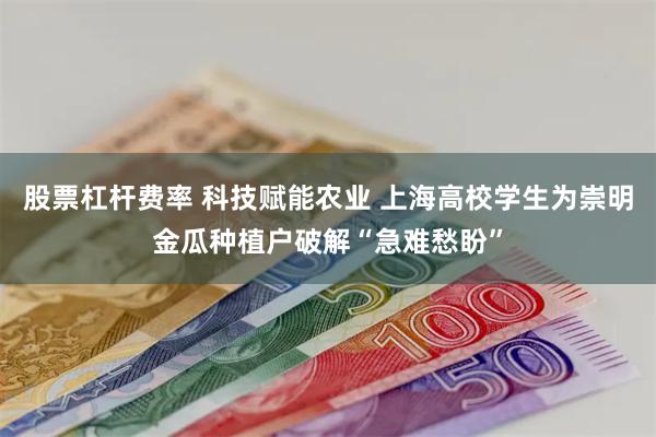 股票杠杆费率 科技赋能农业 上海高校学生为崇明金瓜种植户破解“急难愁盼”